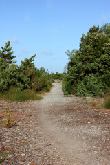 Pines and strawflower at Torre del Lago