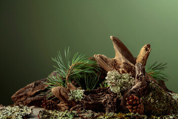 Abstract north nature scene with a composition of lichen, pine branches, and dry snags.