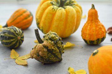 Decorative pumpkins with yellow fallen leaves