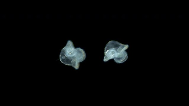 Pilidium larva of worm Heteronemertea under microscope, genus Cerebratulus ssp. With help of cilia, it floats in the water column. White sea