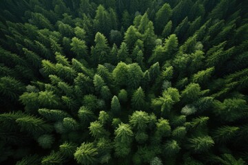 Aerial view of green coniferous forest. Nature background. Aerial view of forest, AI Generated