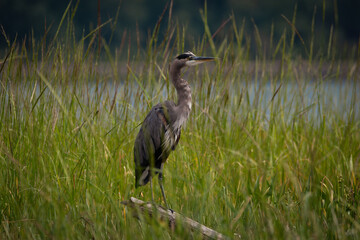 Blue Heron in Tall Grass