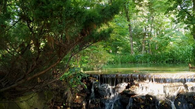 waterfall in historic Zywiec Park. wild duck on the lake. Silesia, Poland