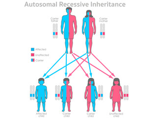 Recessive autosomal inheritance. Carrier parents, father, mother. Unaffected, affected child, son, daughter. Colored dominance allele traits. Male, female human gene ratio. Illustration vector - obrazy, fototapety, plakaty