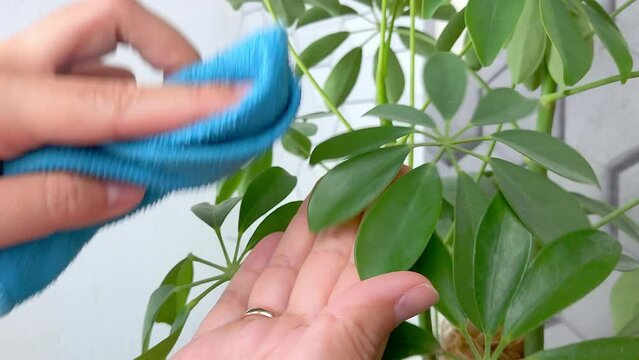Close up of womens hands , wiping the green leaves of the scheffler flower