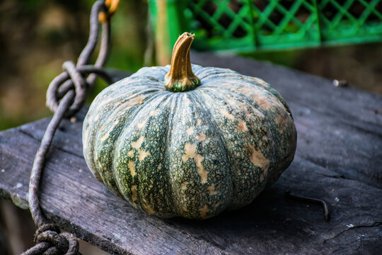 green pumpkin on plank wood with natural background