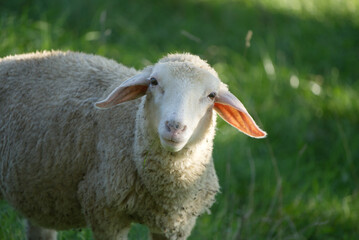 Young sheep in a meadow curiously looks at the photographer