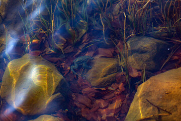 A small green frog underwater
