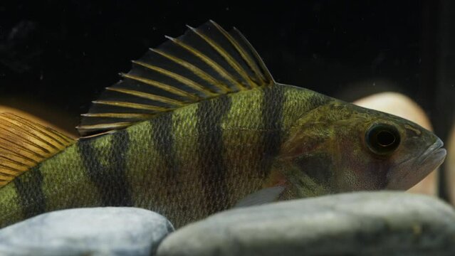 Extreme close-up of a perch underwater on a black background swimming away, macro, 4k