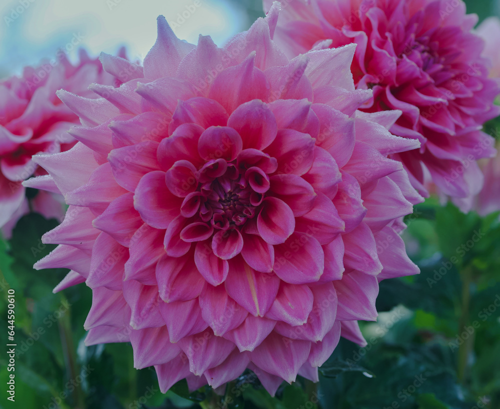 Wall mural Beautiful close-up of a decorative dahlia