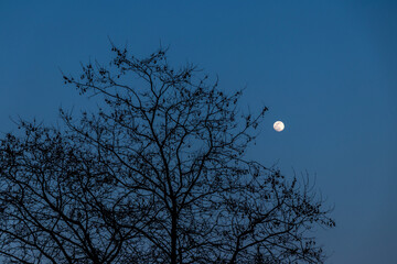 Lunar Serenity: Tree Branches Silhouetted Against the Full Moon in a Peaceful Evening Sky © larrui
