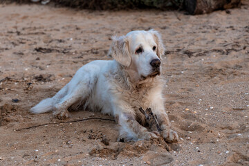 Beachside Bliss: A Playful Golden Retriever Finds Joy in Fetching a Stick on the Sunny Shoreline