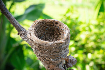 beautiful bird's nest on green background.Empty Bird's nest