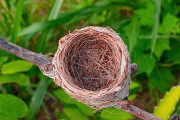 beautiful bird's nest on green background.Empty Bird's nest