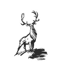 Hand drawn ink illustration of deer. Black and white ink sketch vector. 