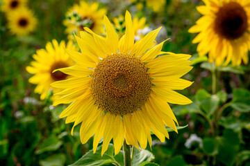A close up of a sunflower in a field in Sussex, with a shallow depth of field