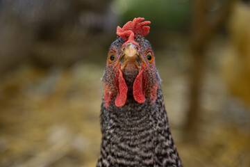 Barred Rock Hen