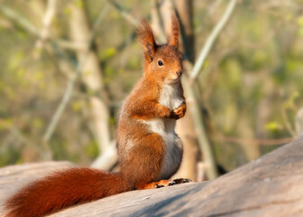 Cute red squirrel sitting upright on a tree trunk 