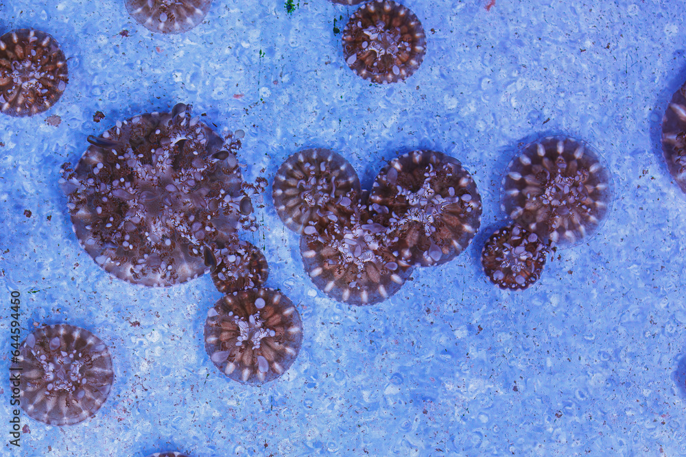 Wall mural underwater photography of beautiful upside down jellyfish cassiopeia andromeda