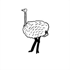 Vector sketch hand drawn silhouette of an ostrich