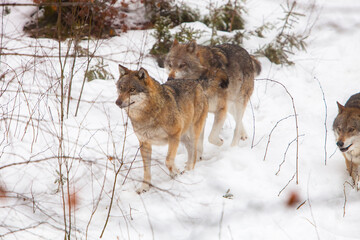 Three Eiropean Wolves (Canis lupus) walking on snow in a forest