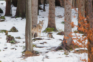 European Wolf (Canis lupus) standing on snow in a forest
