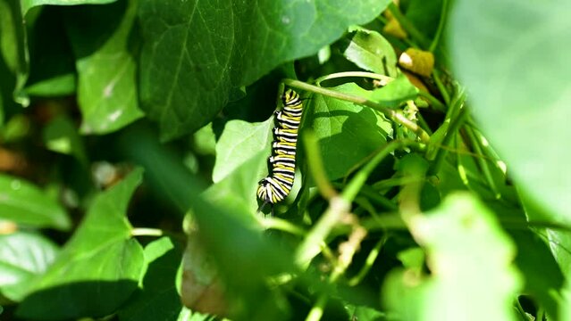 monarch caterpillar hangs vertically from leaf 