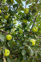 Harvest of green apples ripening on the tree