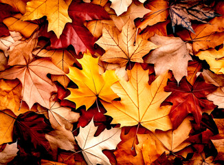 Naklejka na ściany i meble Harvest Moonlight: Autumn Background Inspiration