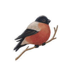 Bullfinch Red orange winter bird sitting on a branch Forest dweller Hand-drawn illustration with colored pencils isolated on a white background Element for winter autumn holidays decor