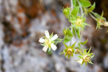 Short stemmed cinquefoil, Potentilla caulescens