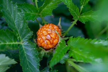 Fruits of the raspberry Rubus xanthocarpus