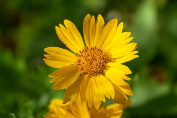 Golden crownbeard, Verbesina encelioides