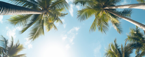 Palms against Blue Sky