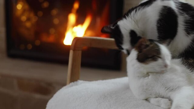 Cute two cats relaxing at cozy fireplace. Adorable cats family licking and washing each other while resting on modern chair against burning fireplace in christmas festive room. Footage