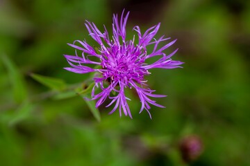 Tyrol knapweed, Centaurea nigrescens