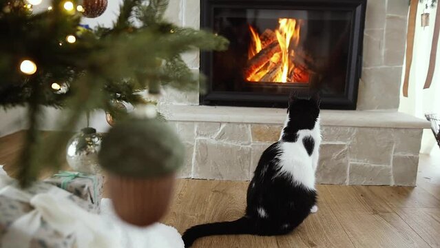 Cute cat looking at cozy fireplace. Adorable curious kitty relaxing and watching warm burning fireplace in christmas festive room. Footage