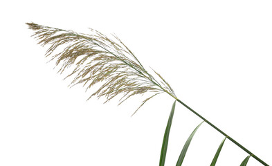 Cane grass reed isolated on white background, clipping path - obrazy, fototapety, plakaty