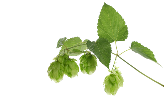 Group fresh hops and leaf on twig isolated on white, clipping path