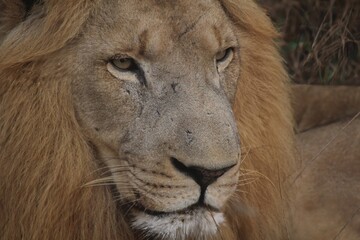 Obraz premium RemasterDirector_18da6b0cf