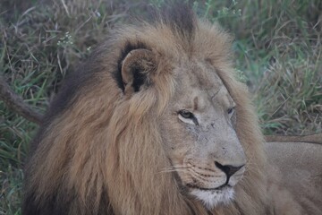 lion in the grass