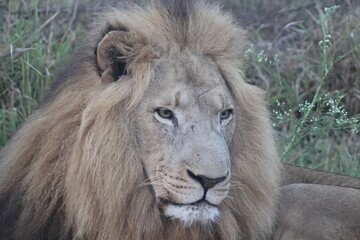 lion in the grass