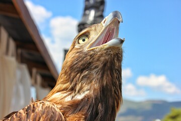 Close photo of mountain brown eagle with open mouth 