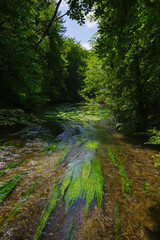 Obraz premium Frühlingsstimmung an Fluss Würm beim Starnberger See mit starken Flussgras Bewuchs und Strömung im satten Morgenlicht