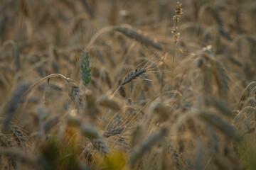 Fototapeta premium Summer color grain field in sunset evening near Roprachtice village