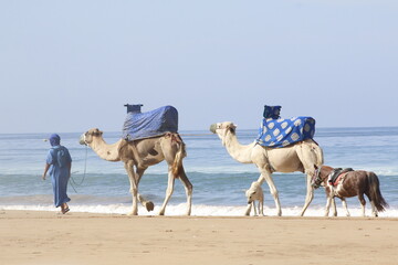 camels in the desert - caravan sea and sand - Morocco
