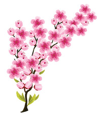Pink cherry blossom branch in spring, isolated on white, vector illustration, floral card
