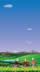 agriculturist harvest tea leaves vector design