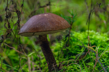 Brown mushroom for healthy food in summer dark green grass in mountains