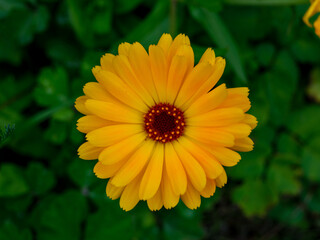 Calendula Ringelblume